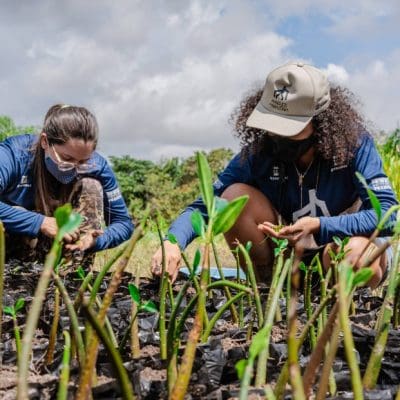 Cientistas e extrativistas se unem em projeto para preservar manguezais no Pará