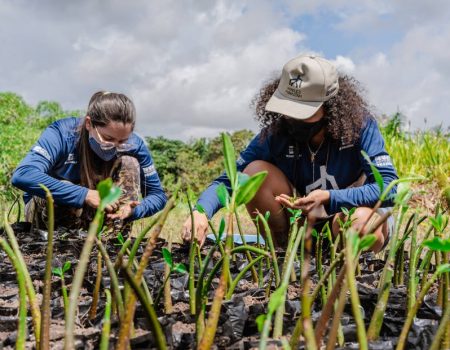 Cientistas e extrativistas se unem em projeto para preservar manguezais no Pará