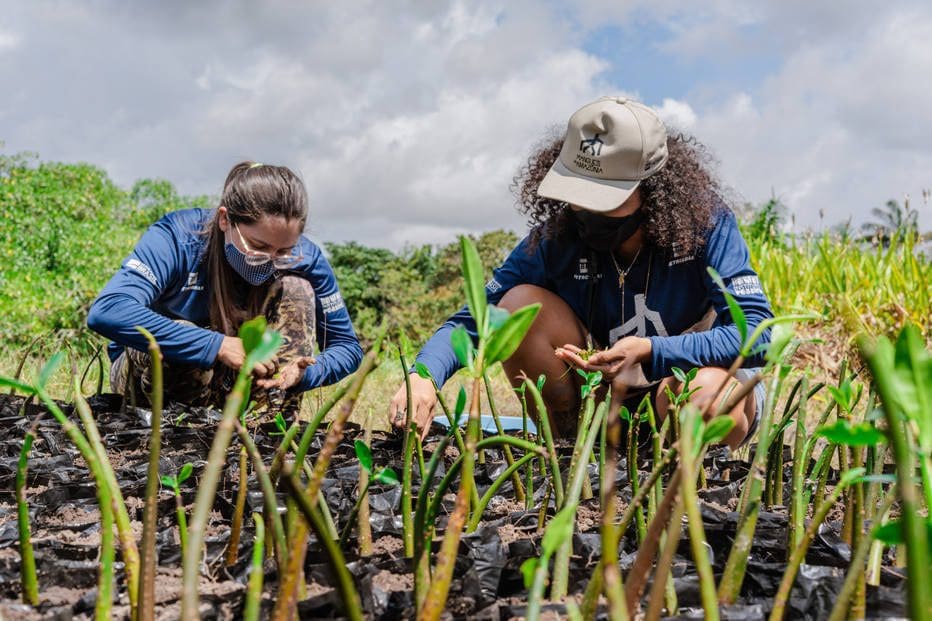 Cientistas e extrativistas se unem em projeto para preservar manguezais no Pará