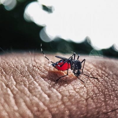 Brasil Registra Recorde de Casos de Dengue em 2024