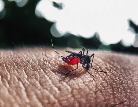 Mortes por dengue explodem no Brasil em 2022