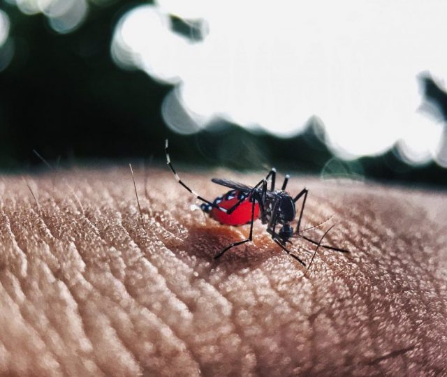 Tinta de parede promete ser mais uma arma no combate ao mosquito da dengue