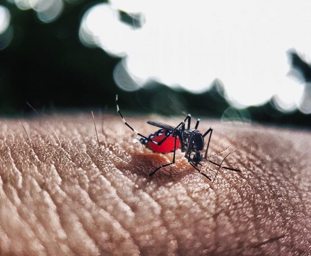 Número de casos de dengue em 2022 já é quase maior que o total de 2021