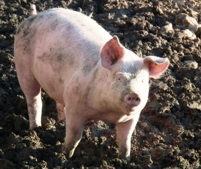 Porcos podem transmitir a seres humanos superbactérias resistentes a antibióticos, revela estudo