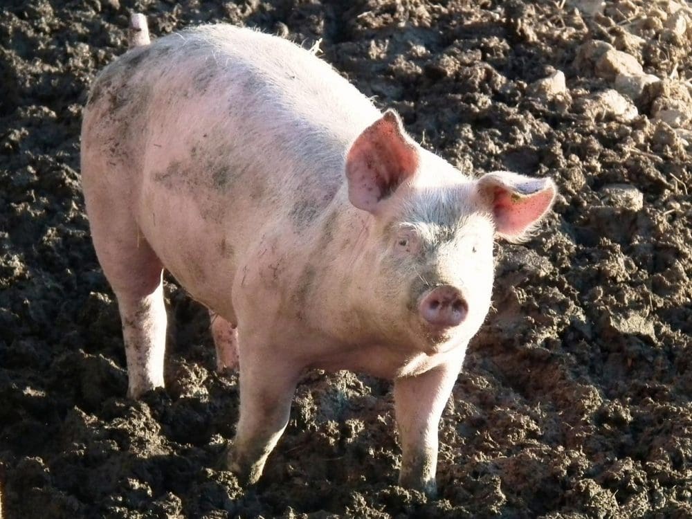 Porcos podem transmitir a seres humanos superbactérias resistentes a antibióticos, revela estudo