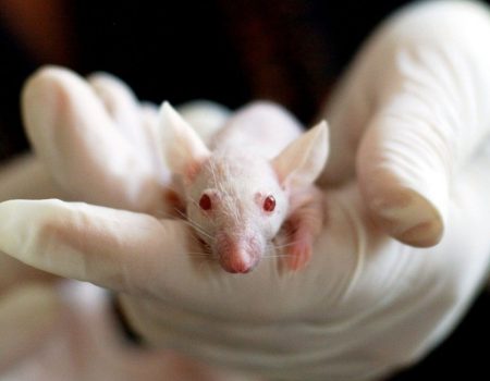 Rato com “superpoderes” de regeneração pode revolucionar a medicina￼
