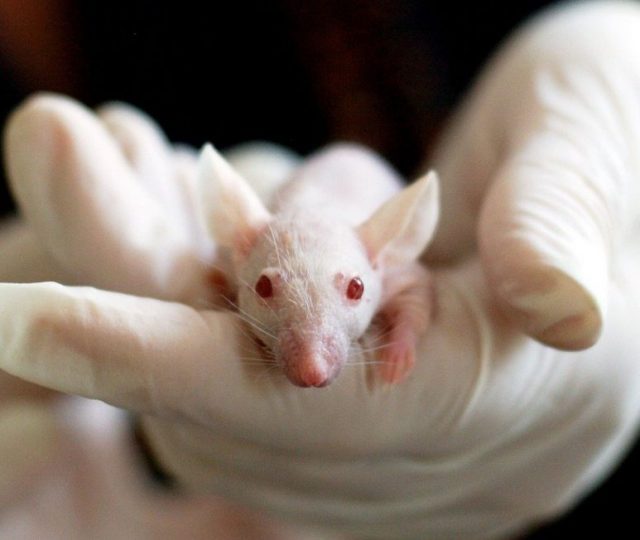 Rato com “superpoderes” de regeneração pode revolucionar a medicina￼