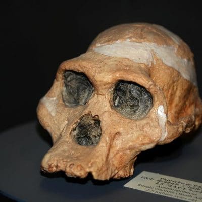 Australopitecos tinham partos difíceis como os humanos