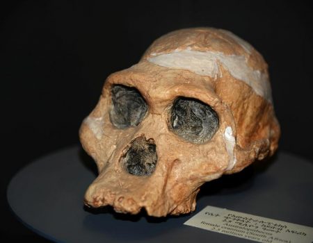 Australopitecos tinham partos difíceis como os humanos