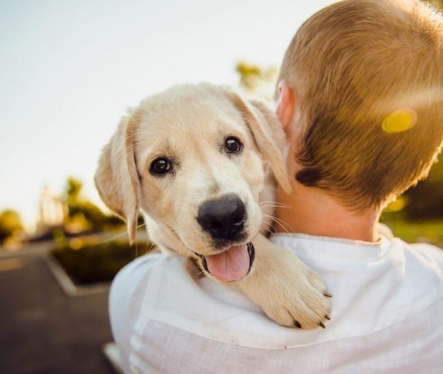 Cinco maneiras surpreendentes de como os cães ajudam os humanos