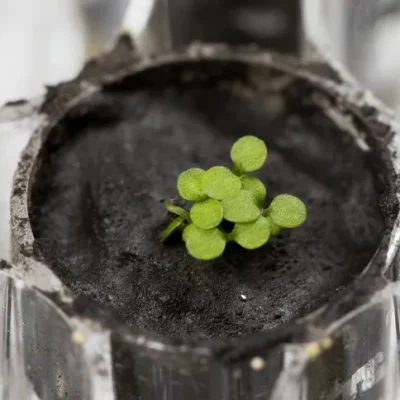 Cientistas cultivam plantas em solo lunar pela primeira vez na história