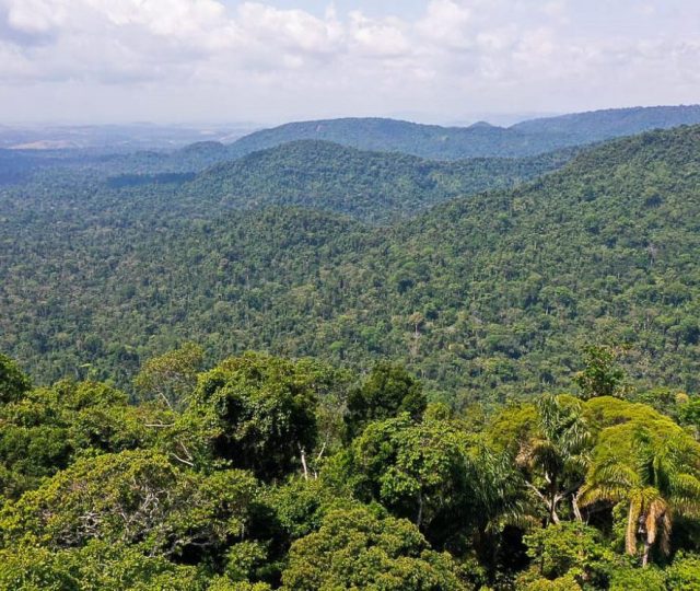 Queimadas na Amazônia legal já superam registros de 2021
