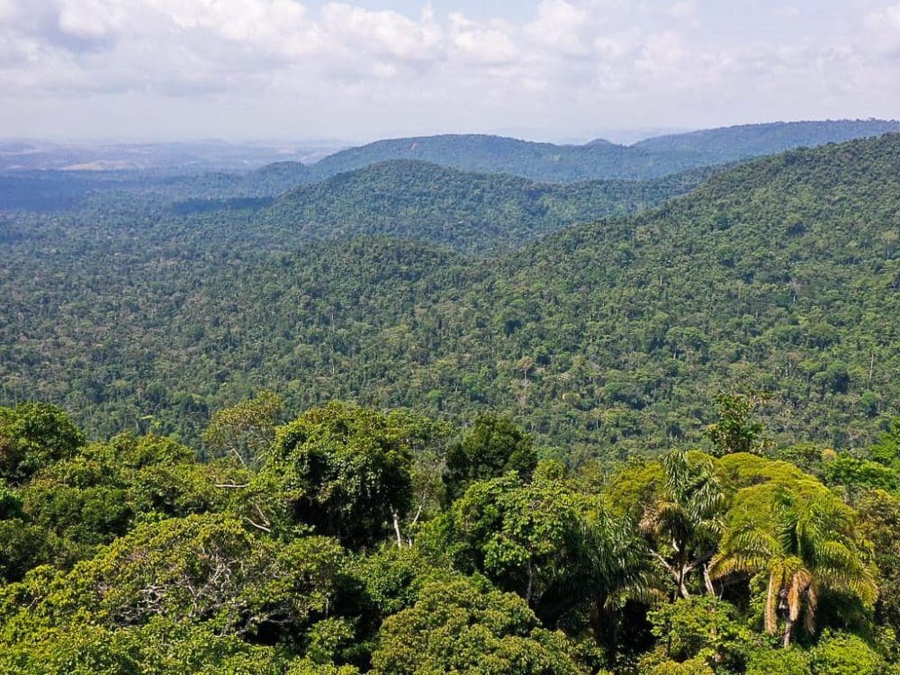 Queimadas na Amazônia legal já superam registros de 2021