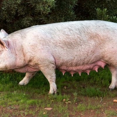 Cientistas apostam em transplantes de órgãos de porcos para reduzir filas, mortes e gastos no Brasil