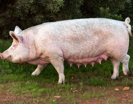 Cientistas apostam em transplantes de órgãos de porcos para reduzir filas, mortes e gastos no Brasil