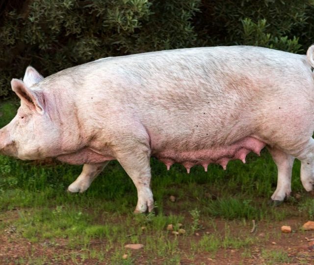 Cientistas apostam em transplantes de órgãos de porcos para reduzir filas, mortes e gastos no Brasil