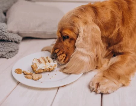 5 Alimentos que Fazem Mal para Cães e Gatos: Saiba o que Evitar