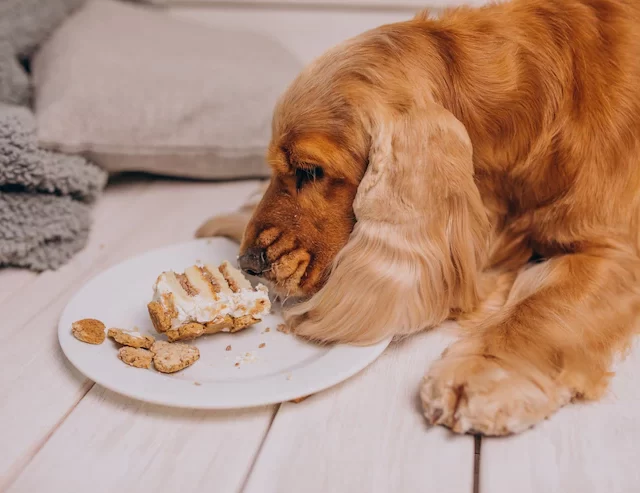 5 Alimentos que Fazem Mal para Cães e Gatos: Saiba o que Evitar