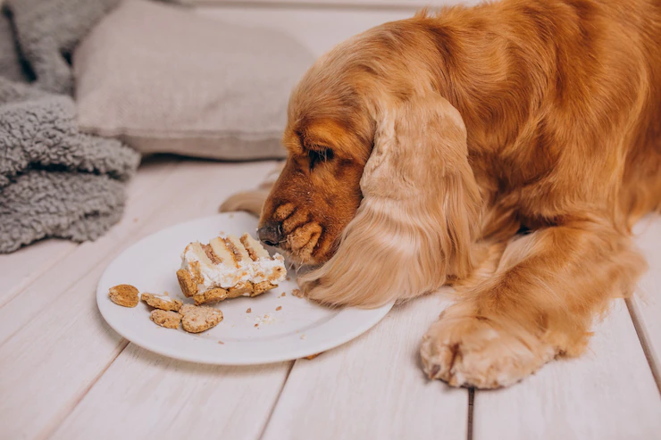 5 Alimentos que Fazem Mal para Cães e Gatos: Saiba o que Evitar