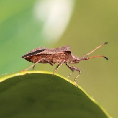 Mortalidade por doença de Chagas na Bahia supera a média nacional