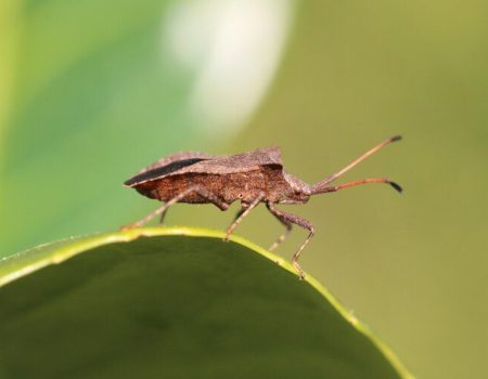 Como prevenir e diagnosticar a Doença de Chagas, uma infecção que afeta 6 milhões de pessoas