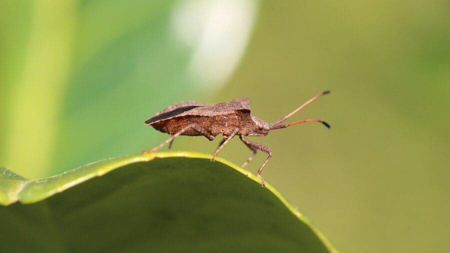 Como prevenir e diagnosticar a Doença de Chagas, uma infecção que afeta 6 milhões de pessoas