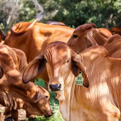 Febre Aftosa: campanha de vacinação começa nesta segunda-feira (01)