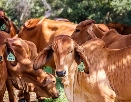 Febre Aftosa: campanha de vacinação começa nesta segunda-feira (01)