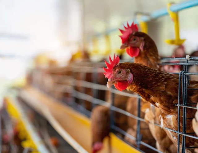 Gripe aviária H3N8: o que é, quais os riscos e como se prevenir