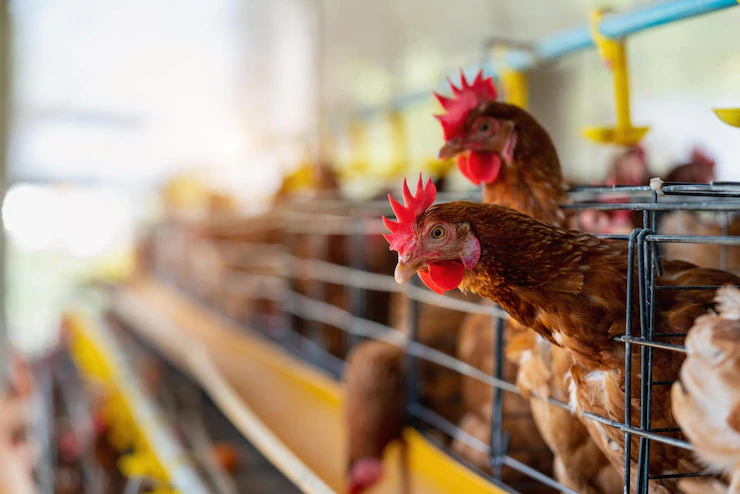Brasil confirma primeiros casos de gripe aviária em aves silvestres no ES