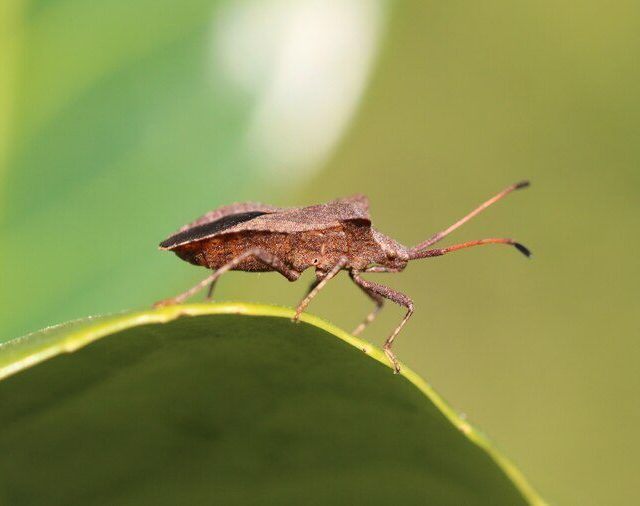 Como prevenir e diagnosticar a Doença de Chagas, uma infecção que afeta 6 milhões de pessoas