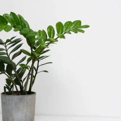 Como as plantas podem eliminar toxinas cancerígenas do ar