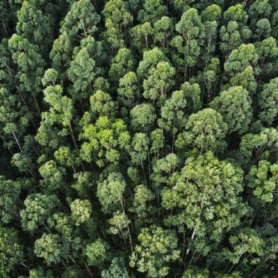 Como a inteligência artificial pode revelar os segredos das plantas e evitar a extinção de espécies