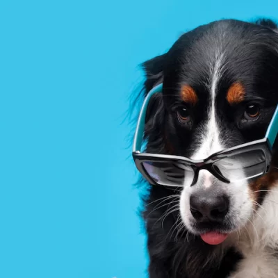 Por que os cérebros dos cães estão ficando cada vez maiores? Estudo surpreendente revela uma reviravolta na evolução