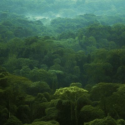 Como uma árvore da Amazônia pode substituir o mercúrio na mineração do ouro