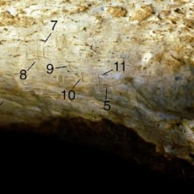 Hominídeo antigo foi esquartejado e comido por outro humano, indica estudo