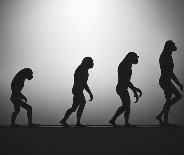 Nova ferramenta ajuda a entender como os humanos evoluíram a partir dos chimpanzés