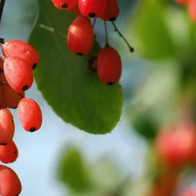 Berberina: o que é, para que serve e como usar