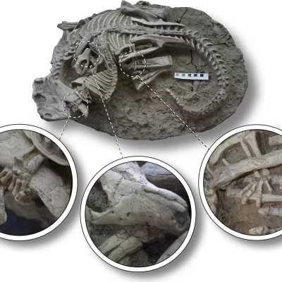 Mamífero caçador: o fóssil que mostra um confronto mortal entre um mamífero e um dinossauro