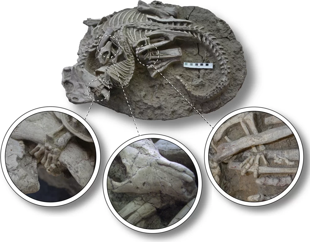 Mamífero caçador: o fóssil que mostra um confronto mortal entre um mamífero e um dinossauro