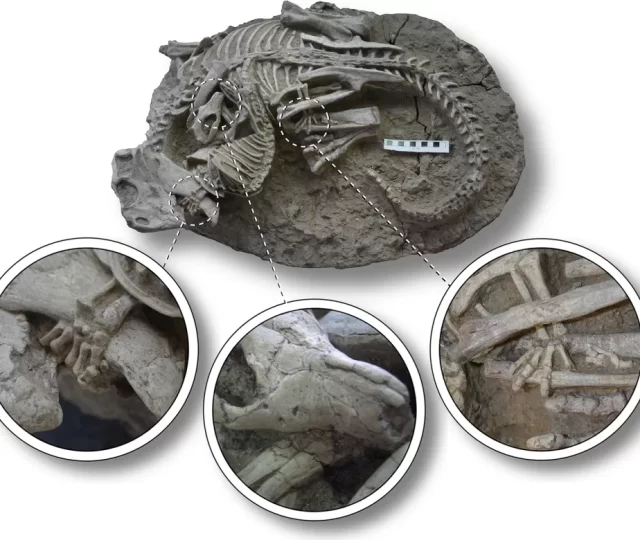 Mamífero caçador: o fóssil que mostra um confronto mortal entre um mamífero e um dinossauro