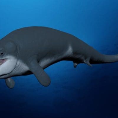 Descoberta de nova baleia extinta no Egito revela a origem das baleias modernas