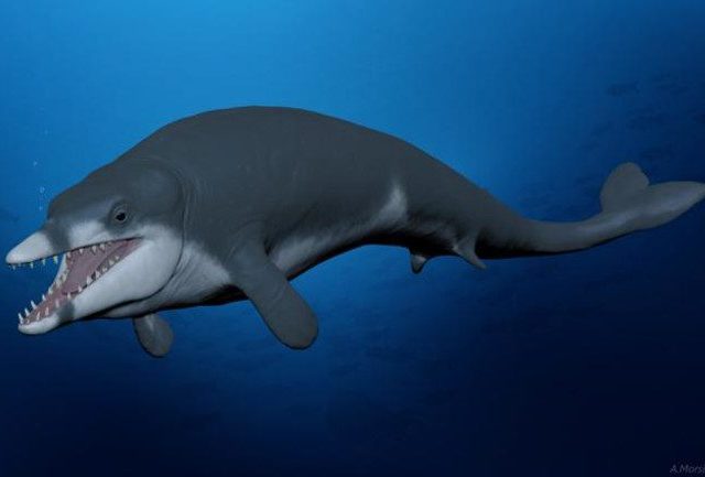 Descoberta de nova baleia extinta no Egito revela a origem das baleias modernas