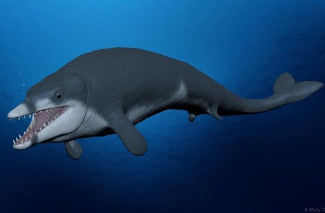 Descoberta de nova baleia extinta no Egito revela a origem das baleias modernas