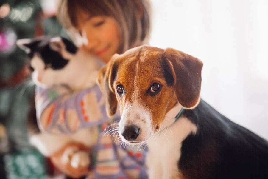 O que faz os cães felizes e saudáveis? A importância da socialização canina