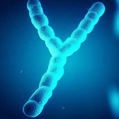 Cientistas decifram o cromossomo Y humano, o mais difícil de ser sequenciado