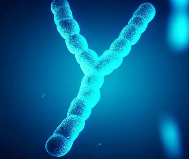 Cientistas decifram o cromossomo Y humano, o mais difícil de ser sequenciado