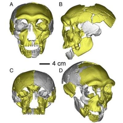 Hominídeo de 300 mil anos pode ser o elo perdido entre humanos modernos e antigos