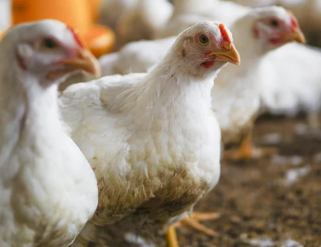 Pé de galinha: fonte de colágeno e outros benefícios para a saúde