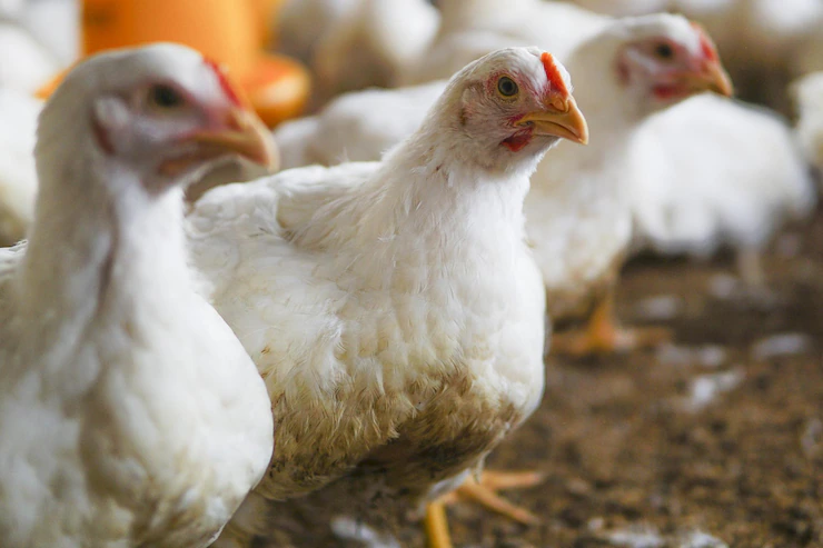 Pé de galinha: fonte de colágeno e outros benefícios para a saúde